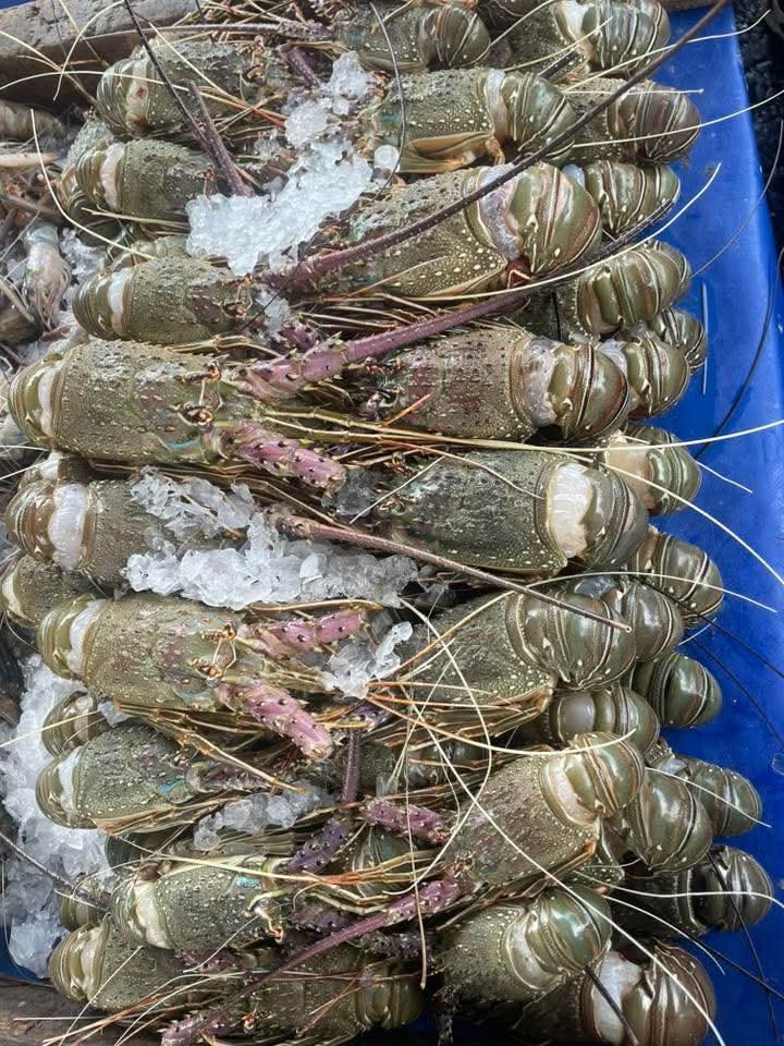 Langoustes